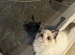 TICA Female Bicolor Ragdoll Kitten - Ragdoll Kitten For Sale - 