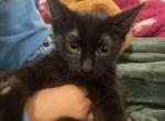 Moonie - American Shorthair Kitten For Adoption - Paramount, CA, US