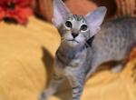 Chestnut female - Oriental Kitten For Sale - 