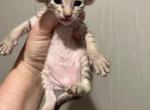 Christmas girls - Oriental Kitten For Sale - 