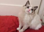 TICA Bicolor Ragdoll Kitten female - Ragdoll Kitten For Sale - 