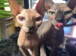 Maggie & Jeni - Sphynx Cat For Adoption - Santee, CA, US