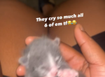 Gray gray - American Ringtail Kitten For Sale