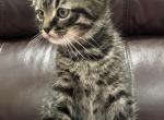 Lukas - Scottish Fold Kitten For Adoption - 