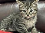 Luna - Scottish Straight Kitten For Adoption - 