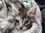 Maine Coon Kittens - Maine Coon Kitten For Sale - 