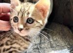 Beautiful Bengal Kittens - Bengal Kitten For Sale - Hamden, CT, US