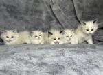 Kora x Sterling - Ragdoll Kitten For Sale - 