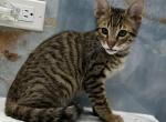 Bengal polydactyl - Bengal Kitten For Adoption - 