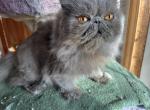 Misty blue - Persian Cat For Sale - 