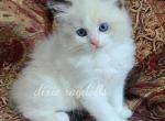 Beau - Ragdoll Kitten For Sale - 