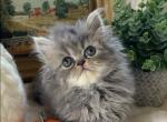 Star the blue and white tabby Persian - Persian Kitten For Sale - 