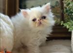 Snowball - Persian Kitten For Sale - Delta, PA, US