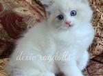 Bryce - Ragdoll Kitten For Sale - 