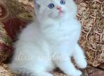 brody - Ragdoll Kitten For Sale - Port Orange, FL, US