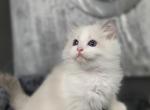 Christmas Ragdoll kittens - Ragdoll Kitten For Sale - 