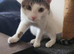 Tova - Domestic Cat For Adoption - Montville, NJ, US