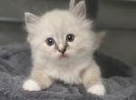 Seal lynx mitted ragdoll female - Ragdoll Kitten For Sale - Tamarac, FL, US