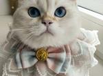 Marty - British Shorthair Kitten For Sale - Cherkasy, Cherkasy Oblast, UA