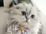 Marvel - Scottish Fold Kitten For Sale - Cherkasy, Cherkasy Oblast, UA