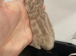 TICA Mink female - Bengal Kitten For Sale - 