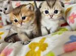 Luxury kittens - Scottish Fold Kitten For Sale - 