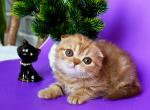 Scottish A Zima - Scottish Fold Kitten For Sale - Brooklyn, NY, US