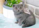 Scottish A Alesia - Scottish Fold Kitten For Sale - Brooklyn, NY, US