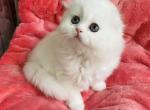 Quistell Scottish - Scottish Fold Kitten For Sale - Brooklyn, NY, US