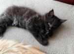 Jack Sparrow - Maine Coon Kitten For Sale - Chattanooga, TN, US