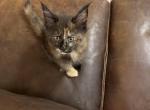 Autumn - Maine Coon Kitten For Sale - Chattanooga, TN, US