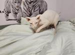 Sopphire - Sphynx Cat For Sale/Service - 