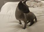 Volt - Sphynx Cat For Sale/Service - 