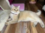 GeGe - British Shorthair Kitten For Sale - 