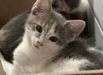 Mother's Finest - Japanese Bobtail Kitten For Adoption - 