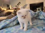 Gorgeous girls - Ragdoll Kitten For Sale - 