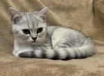 British Shorthair Solé - British Shorthair Kitten For Sale - Las Vegas, NV, US