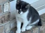 Thickums - Japanese Bobtail Kitten For Adoption - 