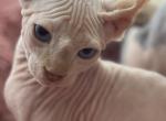 ELF - Sphynx Kitten For Sale - New York, NY, US