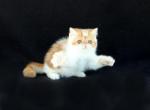 Art In Motion Persians & Exotic Persians - Persian Kitten For Sale - Williamsburg, VA, US