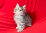 Male Maine Coon - Maine Coon Kitten For Sale - 