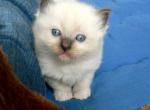 Lily - Domestic Kitten For Adoption - 