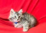 Male Maine Coon blue collar - Maine Coon Kitten For Sale - 