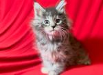 Female Maine Coon Rose Collar - Maine Coon Kitten For Sale - 