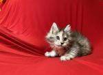 Female Maine Coon Magenta collar - Maine Coon Kitten For Sale - Augusta, ME, US