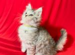 Female Maine Coon Yellow Collar - Maine Coon Kitten For Sale - Augusta, ME, US