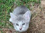 Bobbi - Japanese Bobtail Kitten For Adoption - Conyers, GA, US