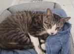 Bubbsies - American Shorthair Cat For Adoption - Jacksonville, FL, US