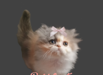 Dilute calico persian kitten - Persian Kitten For Sale - Woodburn, IN, US