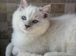 Reduced price Tica lilac male - Ragdoll Kitten For Sale - 